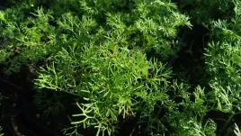 jaskier-plywajacy-wlosienicznik-wodny-oczko-staw