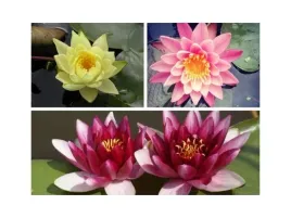 lilia-wodna-zestaw-3-lilii-roz-zolta-attraction