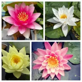 lilia-wodna-zestaw-4-lilii-biel-roz-zolta-czerw