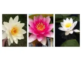 lilia-wodna-zestaw-3-lilii-biel-zolta-attraction