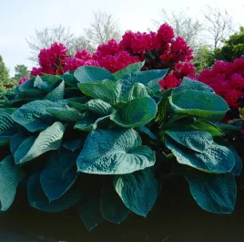 funkia-big-daddy-duza-hosta-do-ogrodu-duza-odmiana