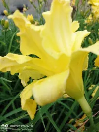 liliowiec-double-river-way-fantazyjne-zolte-kwiaty-do-ogrodu