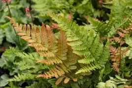 paproc-ogrodowa-narecznica-czerwonozawijkowa