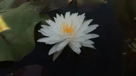 nymphaea-snowflake-snieznobiala-lilia-wodna