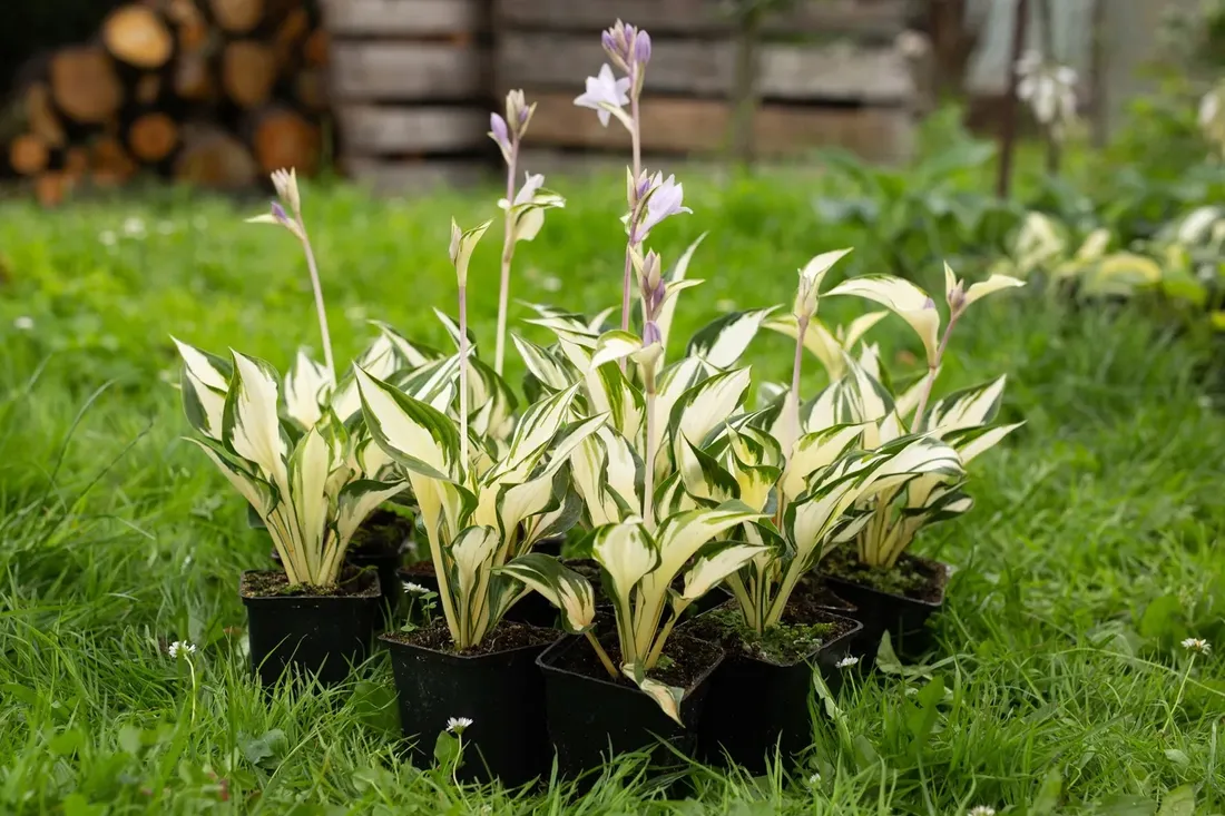 funkia-hosta-fire-and-ice-sadzonki-do-ogrodu