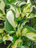 funkia-hosta-fire-and-ice-sadzonki-do-ogrodu-rodzaj-rosliny-inny