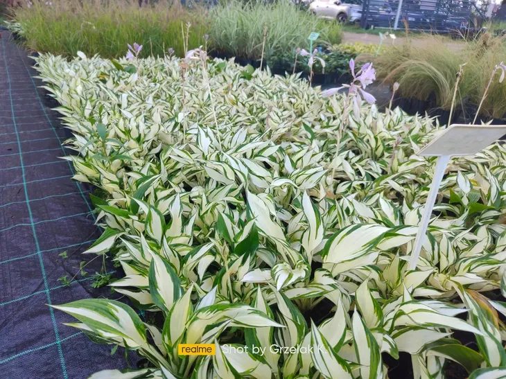 funkia-hosta-fire-and-ice-sadzonki-do-ogrodu-kolor-kwiatow-fioletowe