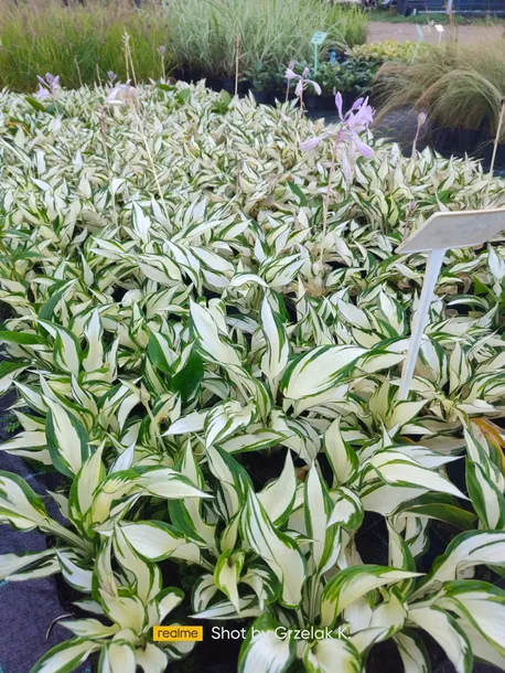 funkia-hosta-fire-and-ice-sadzonki-do-ogrodu-roslina-w-postaci-sadzonka-z-golym-korzeniem