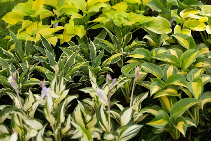 funkia-hosta-fire-and-ice-sadzonki-do-ogrodu-kod-producenta-wodne-rosliny