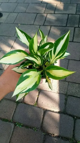 funkia-hosta-fire-and-ice-sadzonki-do-ogrodu-rodzaj-rosliny-inny-kolor-kwiatow-fioletowe