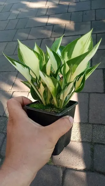 funkia-hosta-fire-and-ice-sadzonki-do-ogrodu-rodzaj-rosliny-inny-roslina-w-postaci-sadzonka-z-golym-korzeniem