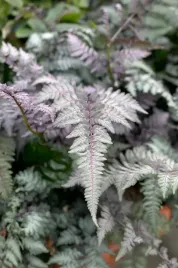 paproc-ogrodowa-wietlica-japonska-burgundy-lace