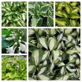 funkia-hosta-zestaw-nr-2-do-ogrodu-6szt