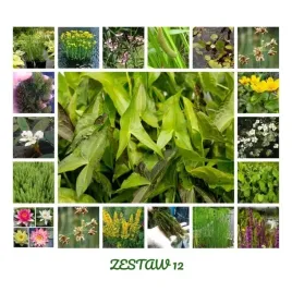zestaw-12-rosliny-przybrzezne-bagienne-i-plywajace