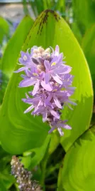 rozplaw-sercolistny-rosea-pontederia-cordata