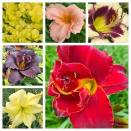 zestaw-5szt-liliowcow-nr-1-hemerocallis-do-oczka-ogrodu