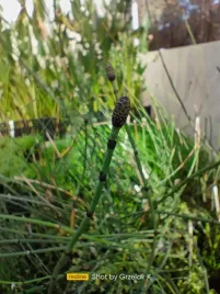 skrzyp-zimowy-zwykly-equisetum-popularny-skrzyp