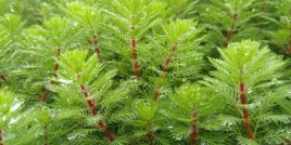 komplet-10x-wywlocznik-okolkowy-natlenia-oczyszcza