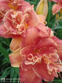 liliowiec-moses-fire-ogien-do-ogrodu-i-oczka