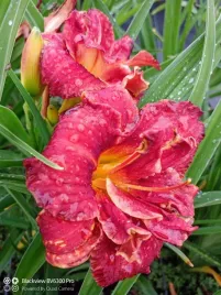 liliowiec-paprika-flame-do-ogrodu