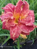 liliowiec-paprika-flame-do-ogrodu-rodzaj-rosliny-liliowce