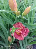 liliowiec-paprika-flame-do-ogrodu-kolor-kwiatow-czerwone-roznobarwne-rozowe-inny-kolor