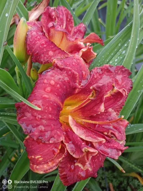 liliowiec-paprika-flame-do-ogrodu-roslina-w-postaci-sadzonka-z-golym-korzeniem