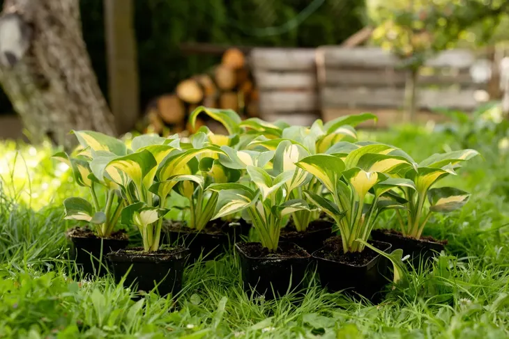 liliowiec-paprika-flame-do-ogrodu-kod-producenta-wodne-rosliny
