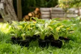 liliowiec-paprika-flame-do-ogrodu-kod-producenta-wodne-rosliny