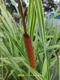 palka-szerokolistna-variegata-pstra-do-oczka-stawu-ozdobna-duza