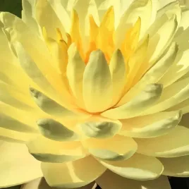 lilia-wodna-perry-s-double-yellow-pelna-zolta