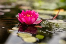 lilia-wodna-james-brydon-do-oczka