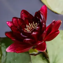 lilia-wodna-black-princess-ksiezniczka-do-oczka