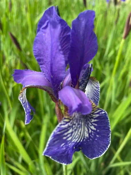 irys-syberyjski-blue-king-niebieski