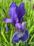 irys-syberyjski-blue-king-niebieski