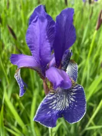 irys-syberyjski-blue-king-niebieski