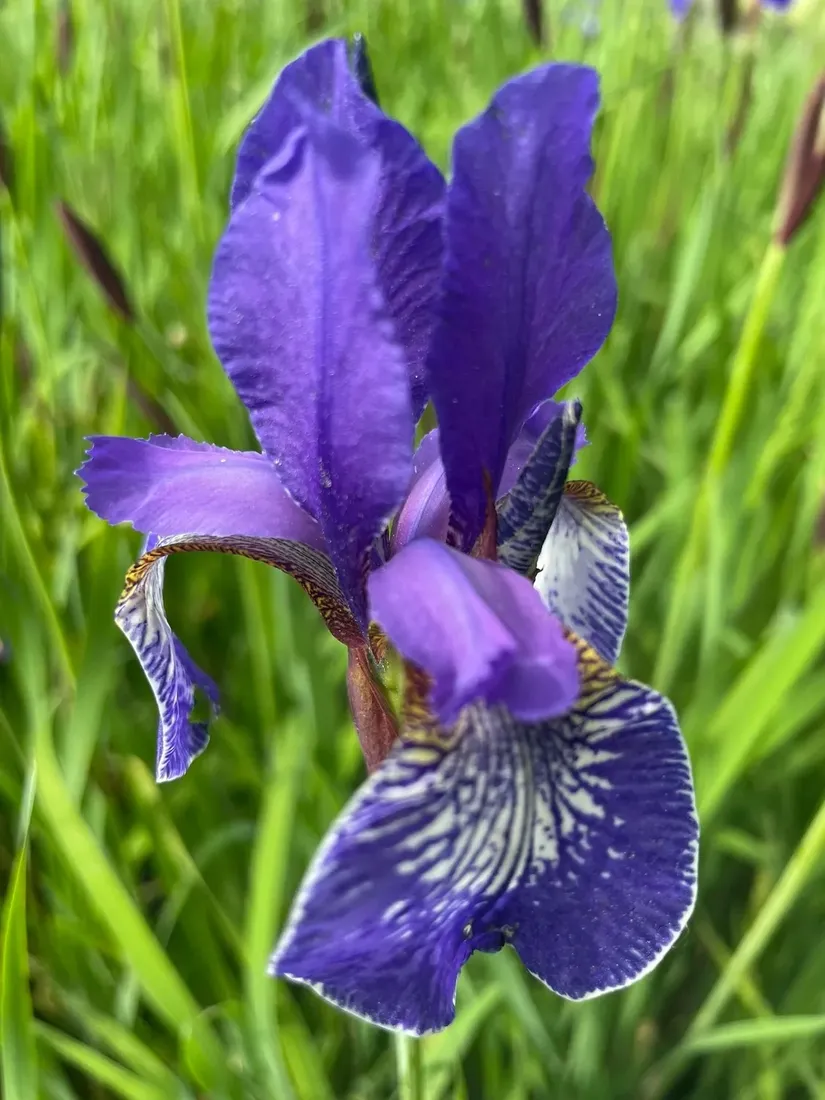 irys-syberyjski-blue-king-niebieski