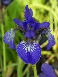 irys-syberyjski-blue-king-niebieski-kolor-kwiatow-niebieskie-inny-kolor