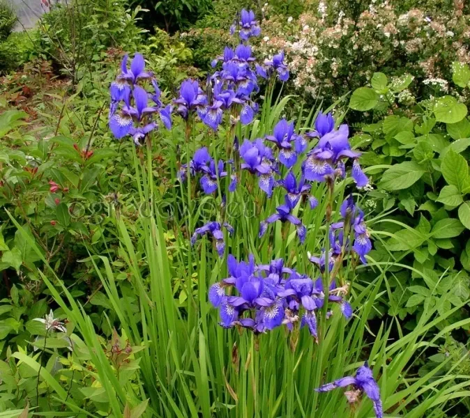 irys-syberyjski-blue-king-niebieski-kod-producenta-wodne-rosliny-pl