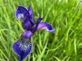 irys-syberyjski-blue-king-niebieski-nazwa-lacinska-iris-sibirica