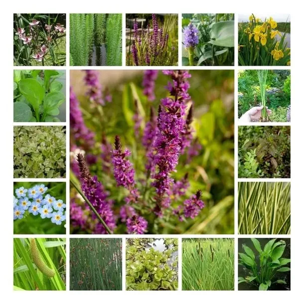 irys-syberyjski-blue-king-niebieski-kolor-kwiatow-niebieskie-inny-kolor-nazwa-lacinska-iris-sibirica