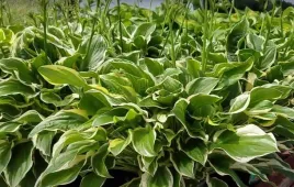 funkia-hosta-so-sweet-biale-kwiaty-do-ogrodu