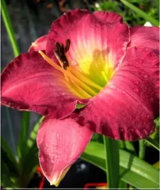 liliowiec-moroccan-sunrise-piekne-rozowe-kwiaty