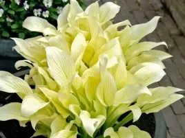 funkia-hosta-white-feather-piekna-hosta