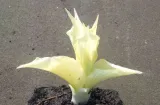 funkia-hosta-white-feather-piekna-hosta-rodzaj-rosliny-inny