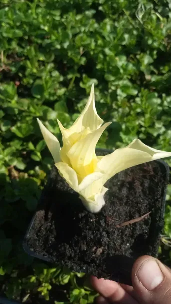 funkia-hosta-white-feather-piekna-hosta-kolor-kwiatow-inny-kolor