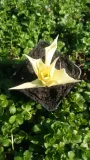 funkia-hosta-white-feather-piekna-hosta-roslina-w-postaci-sadzonka-z-golym-korzeniem