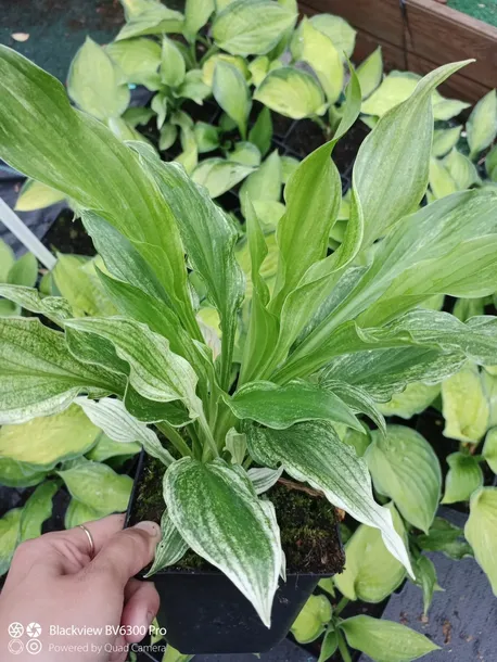 funkia-hosta-white-feather-piekna-hosta-kod-producenta-wodne-rosliny