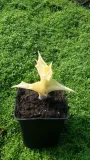 funkia-hosta-white-feather-piekna-hosta-producent-perfekt-klik-sylwia-grzelak-wodne-rosliny