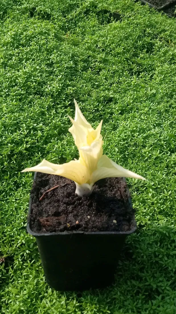 funkia-hosta-white-feather-piekna-hosta